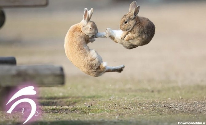 کونگ فو دو خرگوش: آیا تاکنون مبارزه کونگ فو دو خرگوش را دیده اید!؟