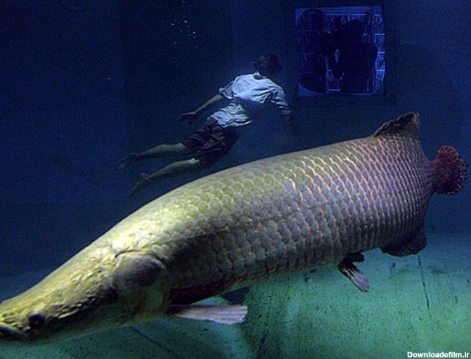 بزرگ‌ ترین ماهیان رودخانه‌ای جهان +عکس