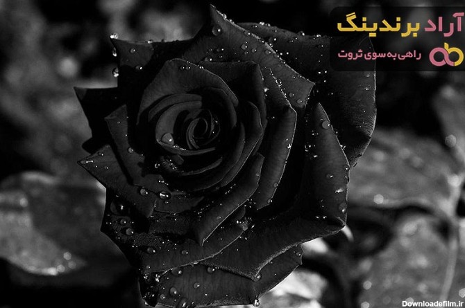 عکس گل رز مشکی طبیعی | خرید با قیمت ارزان - آراد برندینگ