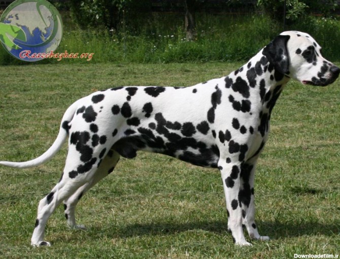 راز بقا - سگ دالمیشن / Dalmatian dog