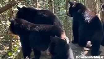 یکی از لحظات بامزه در طبیعت / چی باعث ترسیدن این خرس‌های کوچولو شد؟ (فیلم)