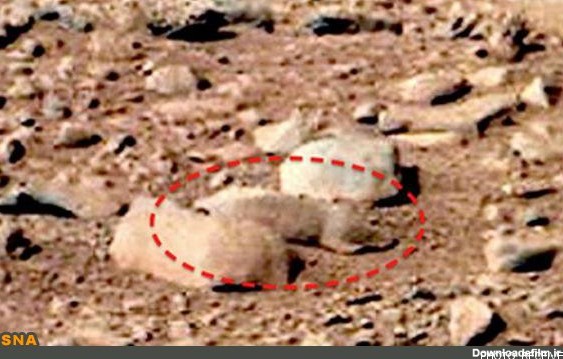 تصاویر/ موش صحرایی مریخ شکار شد