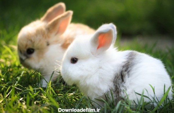بچه خرگوش های بامزه و کوچولو cute baby rabbit wallpapers