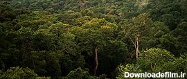 جنگل‌های آمازون - ویکی‌پدیا، دانشنامهٔ آزاد