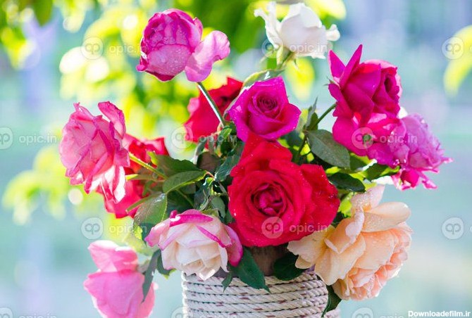 دانلود عکس گل رز و نور گرم در پس زمینه باغ لحظات زیبا | اوپیک