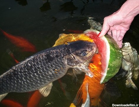 ماهی کوی | پرورش ، تکثیر و نگهداری از ماهی کوی ژاپنی