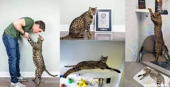 عکس | قدبلندترین گربه خانگی جهان با ابعادی باورنکردنی ...
