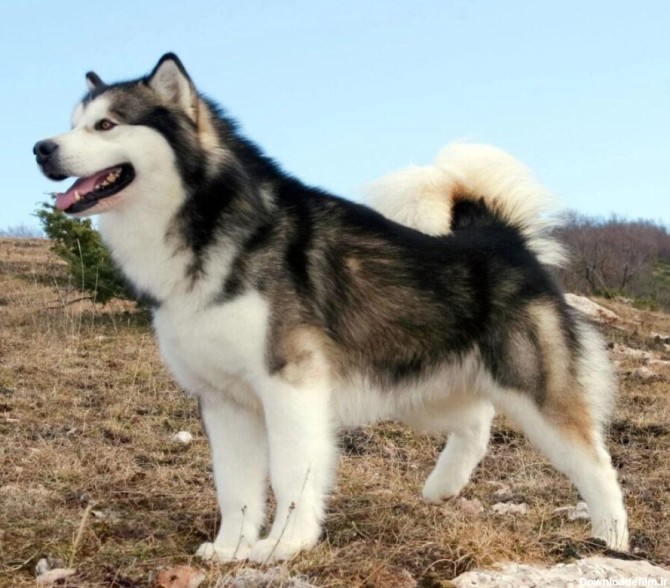 خصوصیات سگ مالاموت آلاسکایی چیست؟ • پرشین پت لند