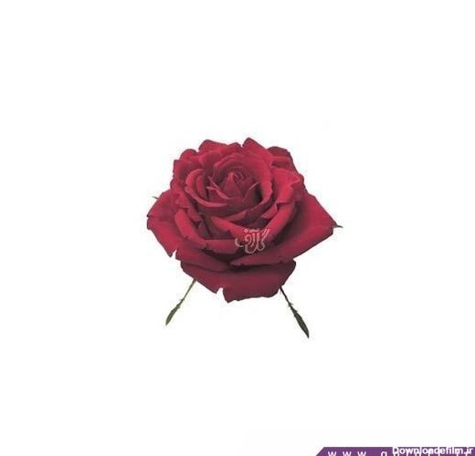 عکس از گل رز - گل رز هلندی بریو - Rose | گل آف