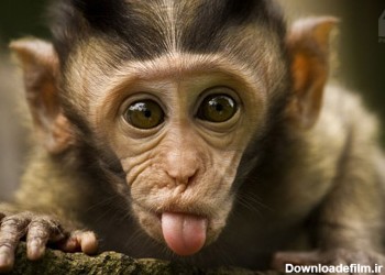 زبان درازی بچه میمون funny monkey