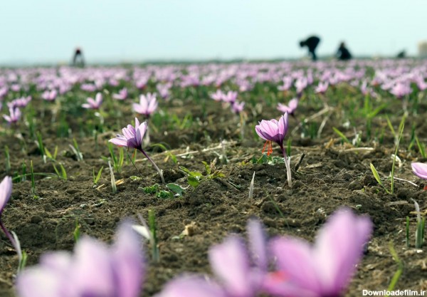 عکس گل زعفران و مزرعه زعفران
