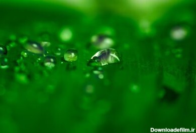 دانلود تصویر نزدیک ماکرو قطره آب در طبیعت انتزاعی برگ سبز