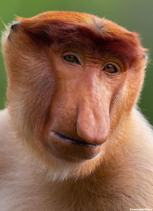 عکس پروفایل میمون پروبوسیس یا دماغ دراز