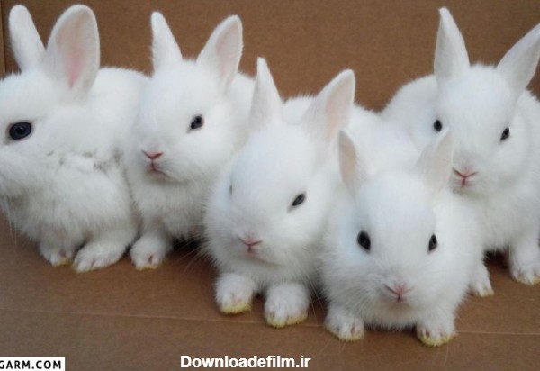 عکس های بامزه از خرگوش های ناز پشمالو
