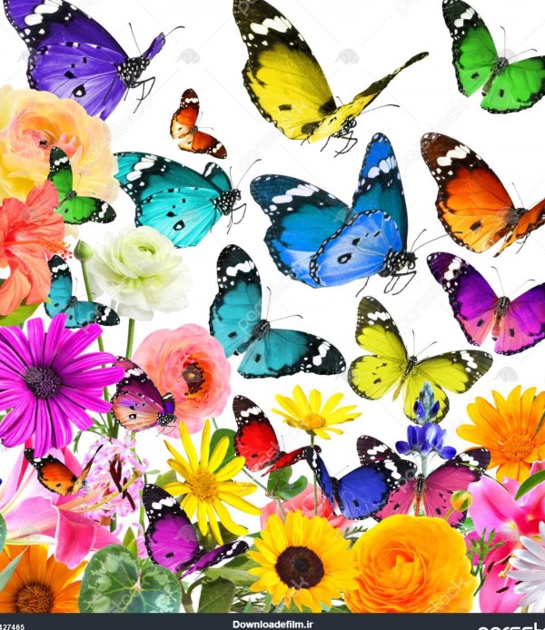 گل های زیبا رنگارنگ و پروانه ها پس زمینه انتزاعی طبیعت جدا شده بر ...