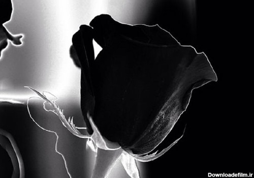 گل رز سیاه / عکس