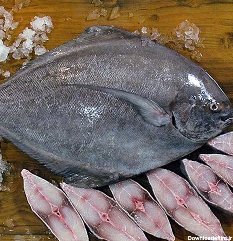 خرید و فروش ماهی حلوا سیاه