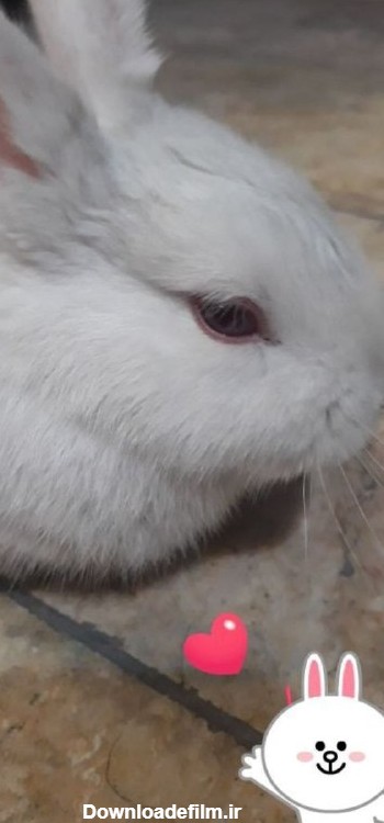 استوری خرگوش جالب اینستاگرام 21187 | پروفایل گرام