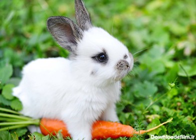 ویدیو) تکنیک جالب یک خرگوش کوچک برای خوردن انگور