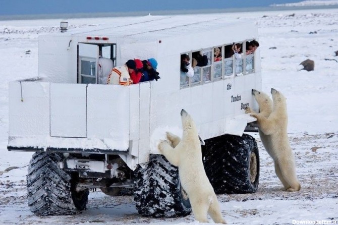 خرس‌های قطبی چرچیل
