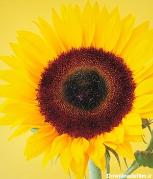 دانلود رایگان عکس با کیفیت از نمای نزدیک گل آفتابگردان