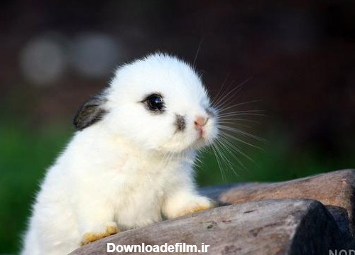 عکس خرگوش شیرین - عکس نودی