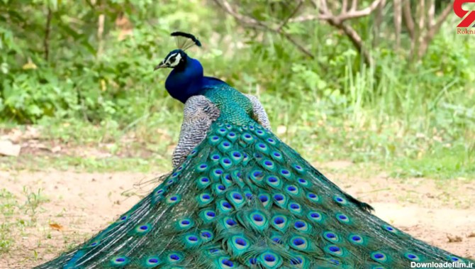 زیباترین طاووس های جهان را ببینید / فیلم