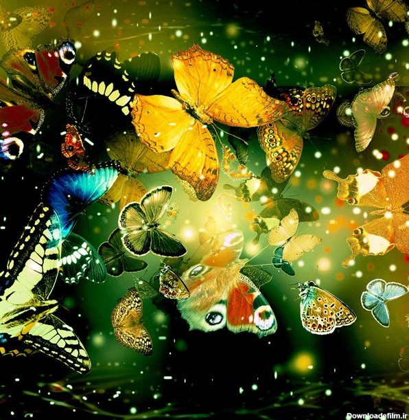 دانلود رایگان تصویر پس زمینه پروانه butterfly wallpaper