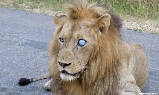 تصاویر) معمای دو شیر نر یک چشم در حیات وحش آفریقا