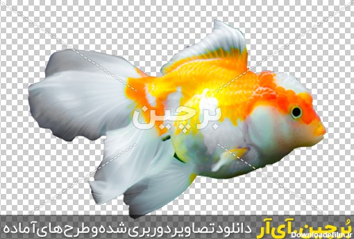 Borchin-ir-transparent osean kinds of fish PNG image_36 عکس ماهی با دم و بال بلند و رنگبندی زیبا۲