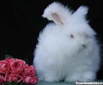 عجیب ترین خرگوش جهان + عکس