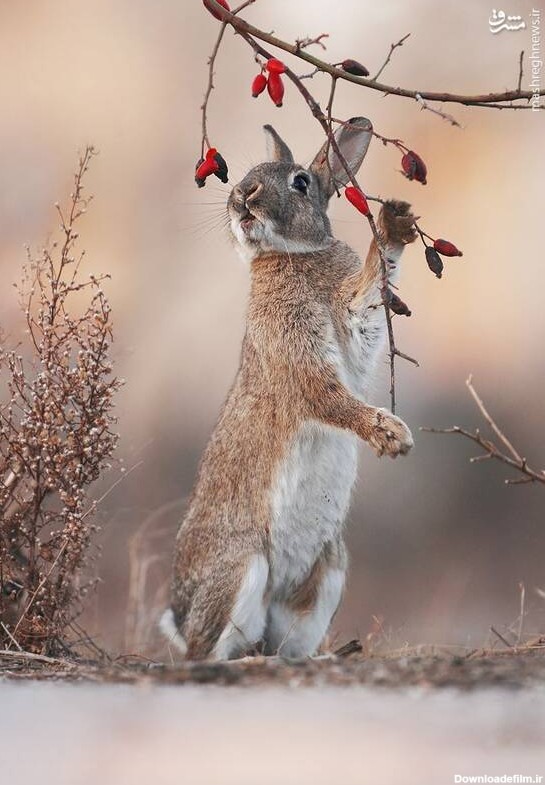 مشرق نیوز - عکس/ تلاش خرگوش برای کندن میوه