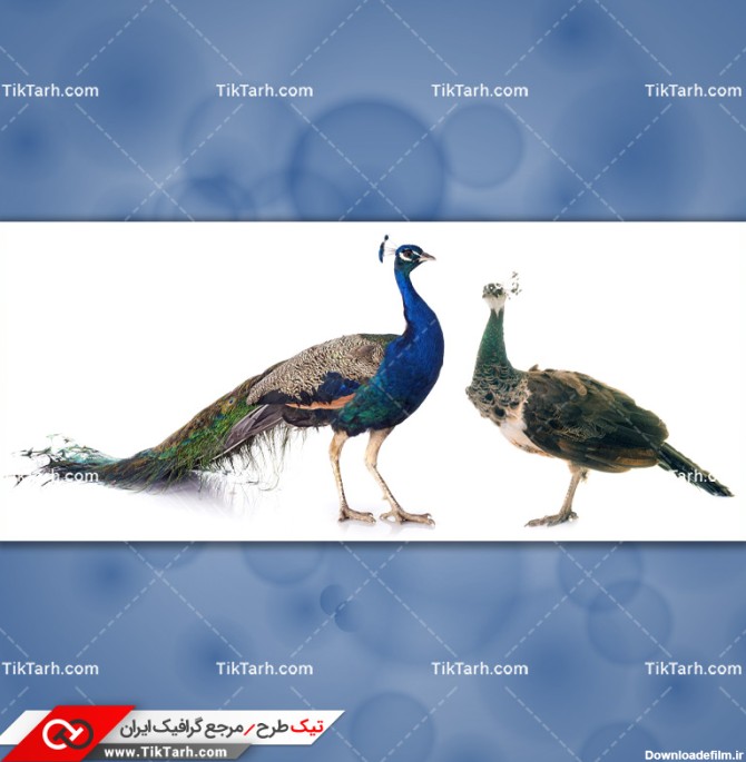 دانلود تصویر با کیفیت طاووس