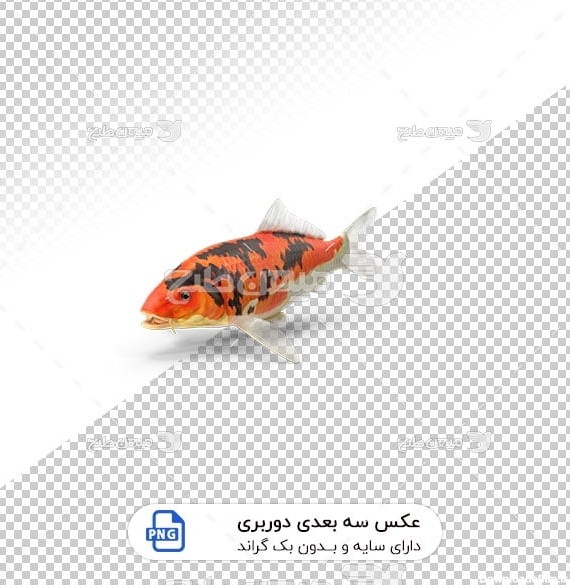 عکس برش خورده سه بعدی ماهی قرمز ژاپنی