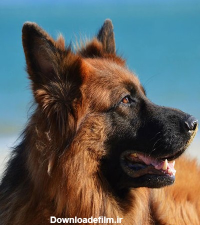 گالری عکس سگ ژرمن؛ از نژاد شپرد تا شولاین نمایشی | ستاره