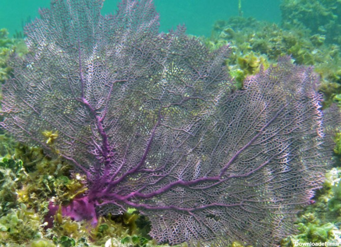 مرجان گرگانیای بنفش - مرجان دریایی