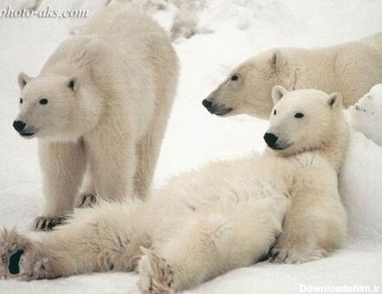 خرس های قطبی بامزه sweet polar bear