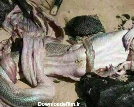 صید یک پری دریایی در بندر عباس / عکس · جدید ۱۴۰۲ -❤️ گهر