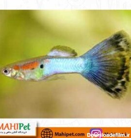 ماهی پت - ماهی پت| فروشگاه اینترنتی آکواریوم و ماهی