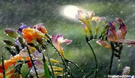 تصاویر تماشایی از طبیعت در باران - تصاوير بزرگ - بهار نیوز