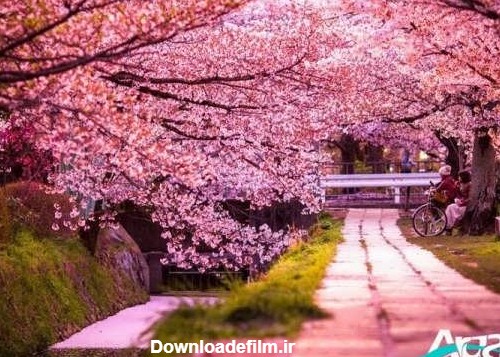 عکس طبیعت بهاری و شکوفه های بهاری درختان
