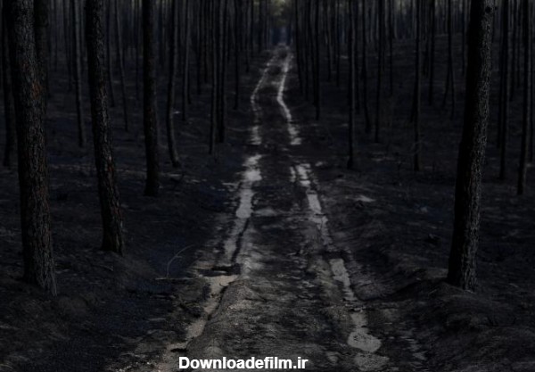 جنگل های سوخته در پرتغال و اسپانیا - اسلايد تصاوير - عکس شماره 1 ...