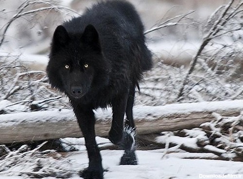 تصاویر زیبا از گرگ ها