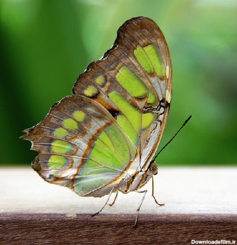عکس پروانه سبز رنگ