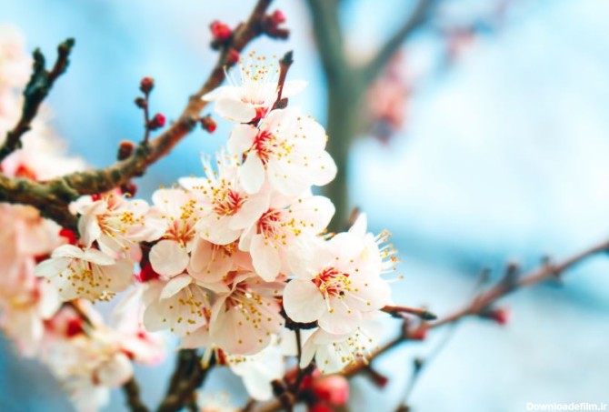 دانلود عکس با کیفیت از درخت زردآلو با شکوفه های بهاری زیبا - GFXtreme