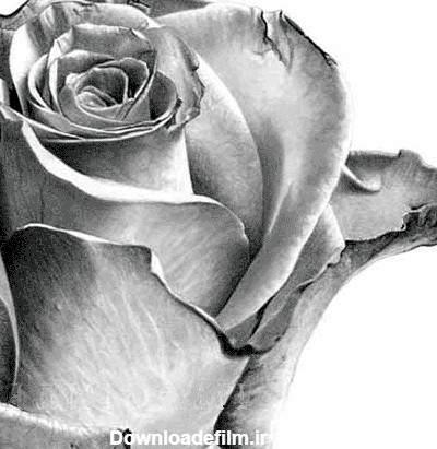عکس گل رز سیاه قلم