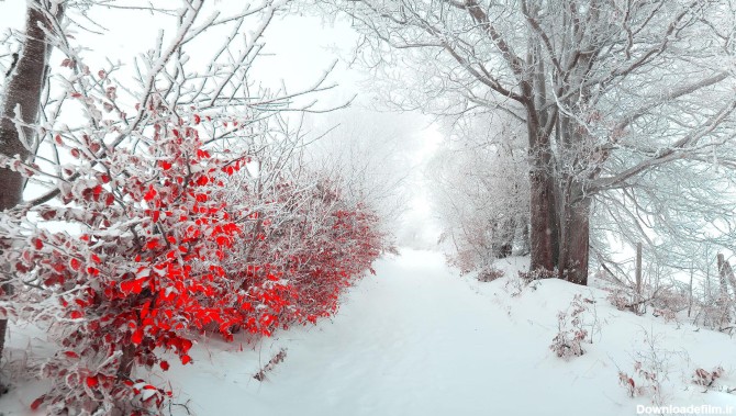 منظره برفی - زمستان