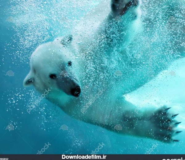 خرس قطبی در زیر آب با ضربه پنجه کامل جزئیات نمایش پنجه گسترده حمله ...