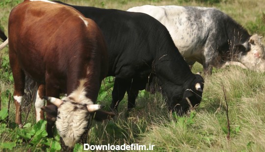 استوک فوتیج : گاوها در حال علف خوردن - مزرعه فوتیج