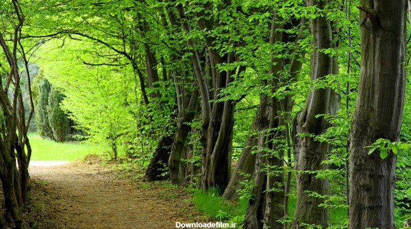 جنگل سیسنگان ، نگین سبزی در جاده ساحلی - سفرزون